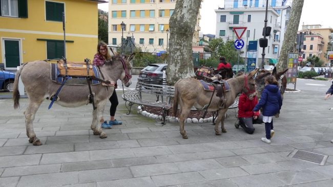 Bimbi a scuola con l'asinello: a Santa Margherita arriva l''asinobus'