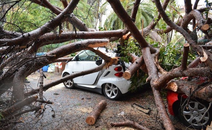 Sanremo, crolla un grande pino: distrutte due auto parcheggiate