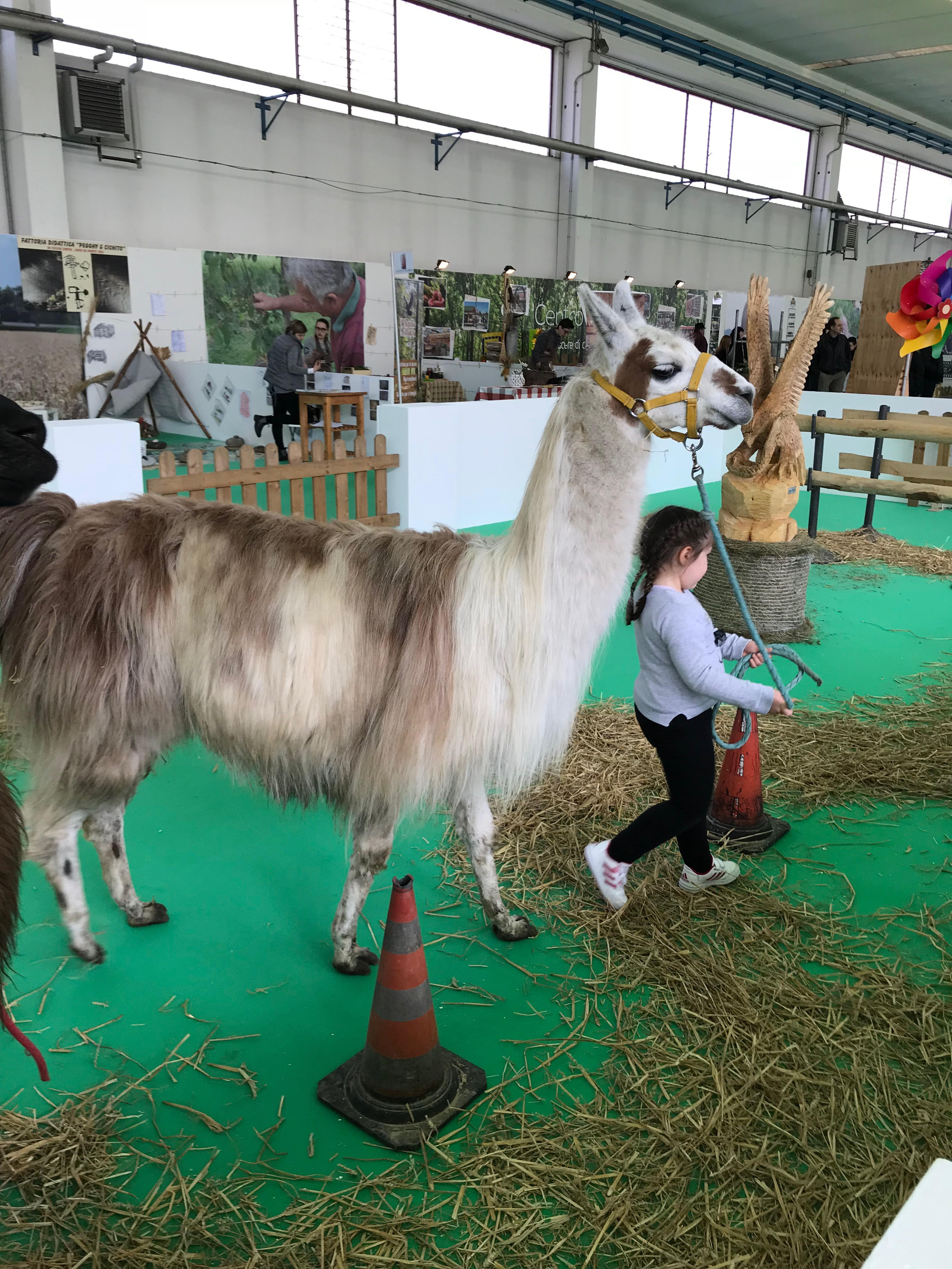 Animali da cortile e i consigli per un orto da professionisti a Viaggio in Liguria