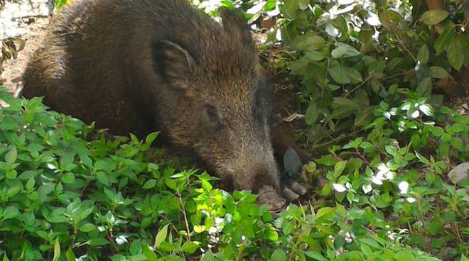 Cinghiale e cuccioli a spasso per i viali dell'ospedale San Martino