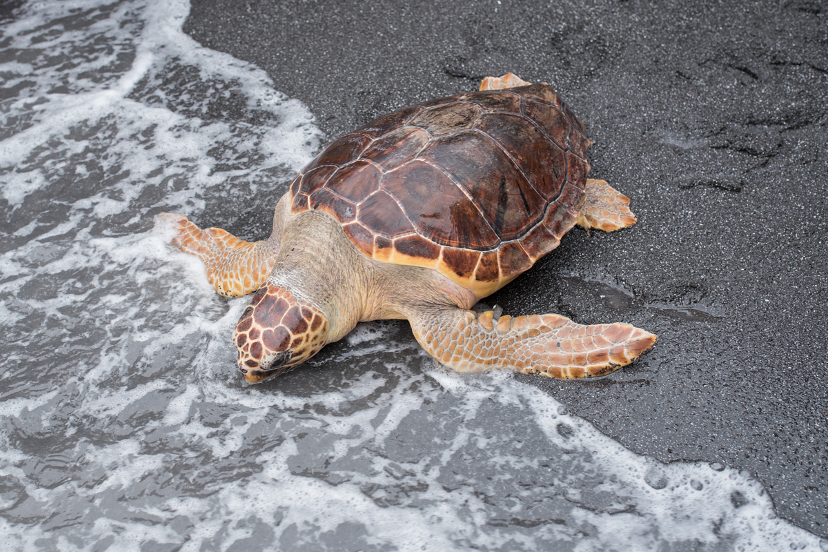 Tartarughe Caretta Caretta, dopo le cure in cinque ritornano in mare