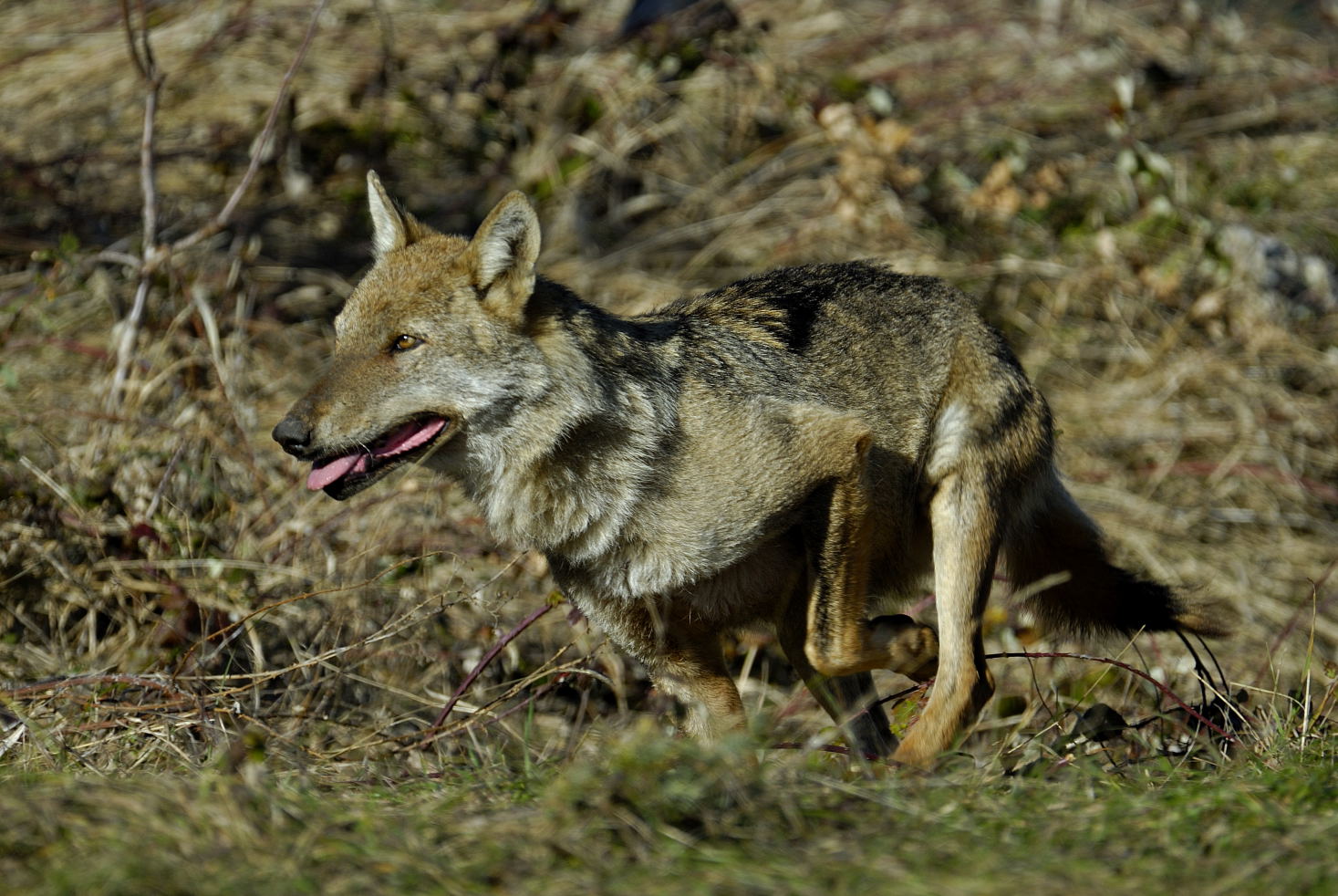 Parco dell'Antola, incontro sulla convivenza tra uomo e lupo