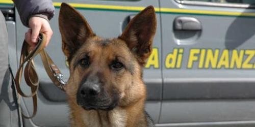 Spaccia cocaina e coltiva marijuana, trentenne scoperto dai cani antidroga