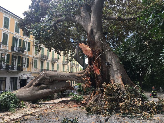 Tragedia sfiorata a Sanremo, albero si abbatte su moto e auto  