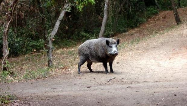 Investono un cinghiale con la moto: due centauri all'ospedale