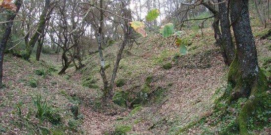 Scomparso da una settimana: ritrovato in un bosco. Forse si nascondeva da qualcuno