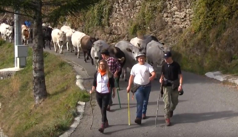 Santo Stefano d'Aveto, la tradizionale Transumanza rinviata a domenica 11 novembre