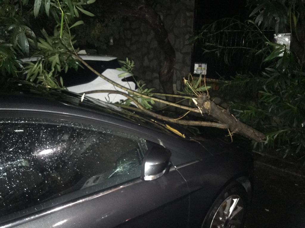 Tromba d'aria su Genova, alberi sradicati e danni in città   