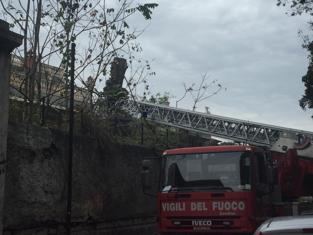 Maltempo, albero pericolante in via Carcassi: l'intervento dei vigili del fuoco