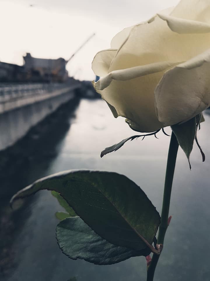 Rose e campane, 90 giorni dopo Genova ricorda le vittime di Ponte Morandi