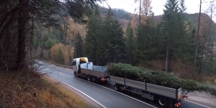 Dal bosco del Trentino spazzato dal vento a Genova: l'abete di Natale simbolo di solidarietà