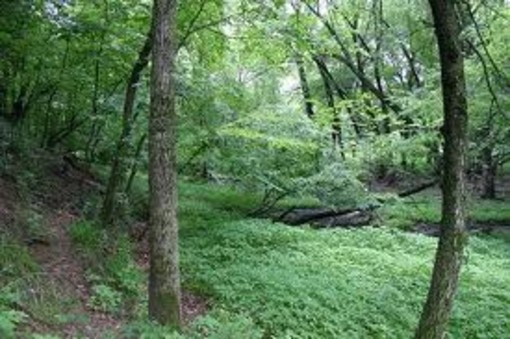 Paura per un anziano, cade in un dirupo e passa la notte nel bosco