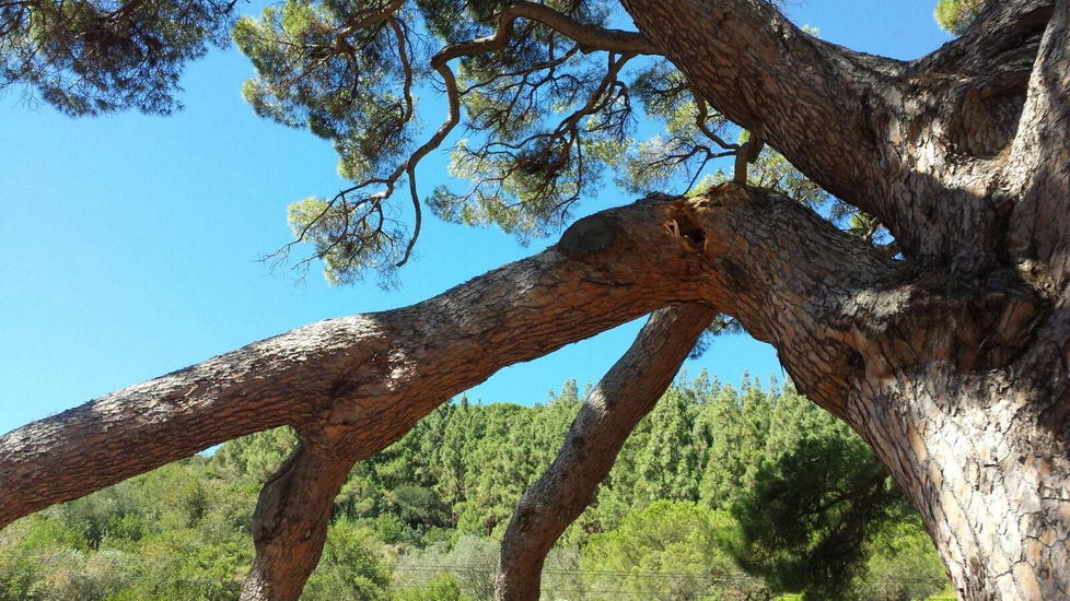 Tegole volate via e rami spezzati, primi problemi causati dal vento