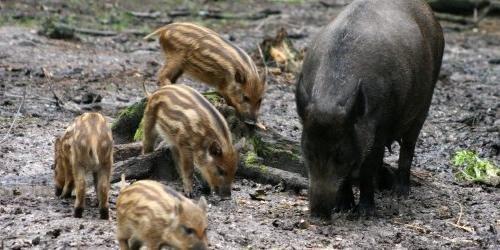 In Liguria cinghiali raddoppiati in 10 anni