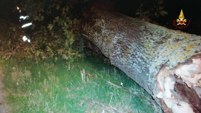 Agricoltore muore travolto dall'albero che stava tagliando