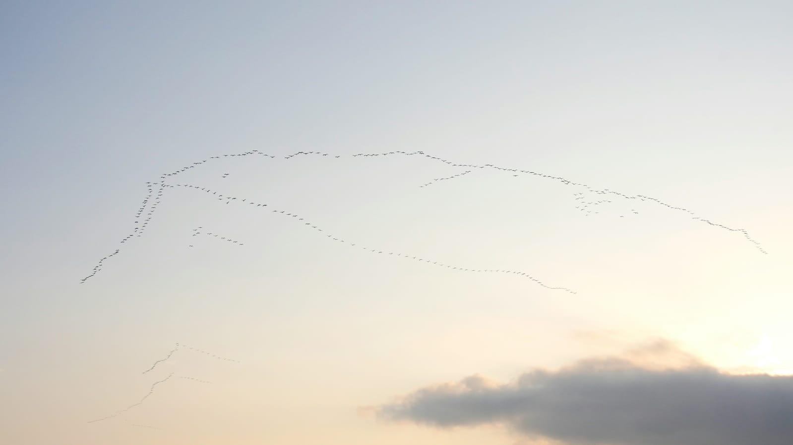 Spettacolo al parco del Beigua, nel cielo 4mila gru in un'ora