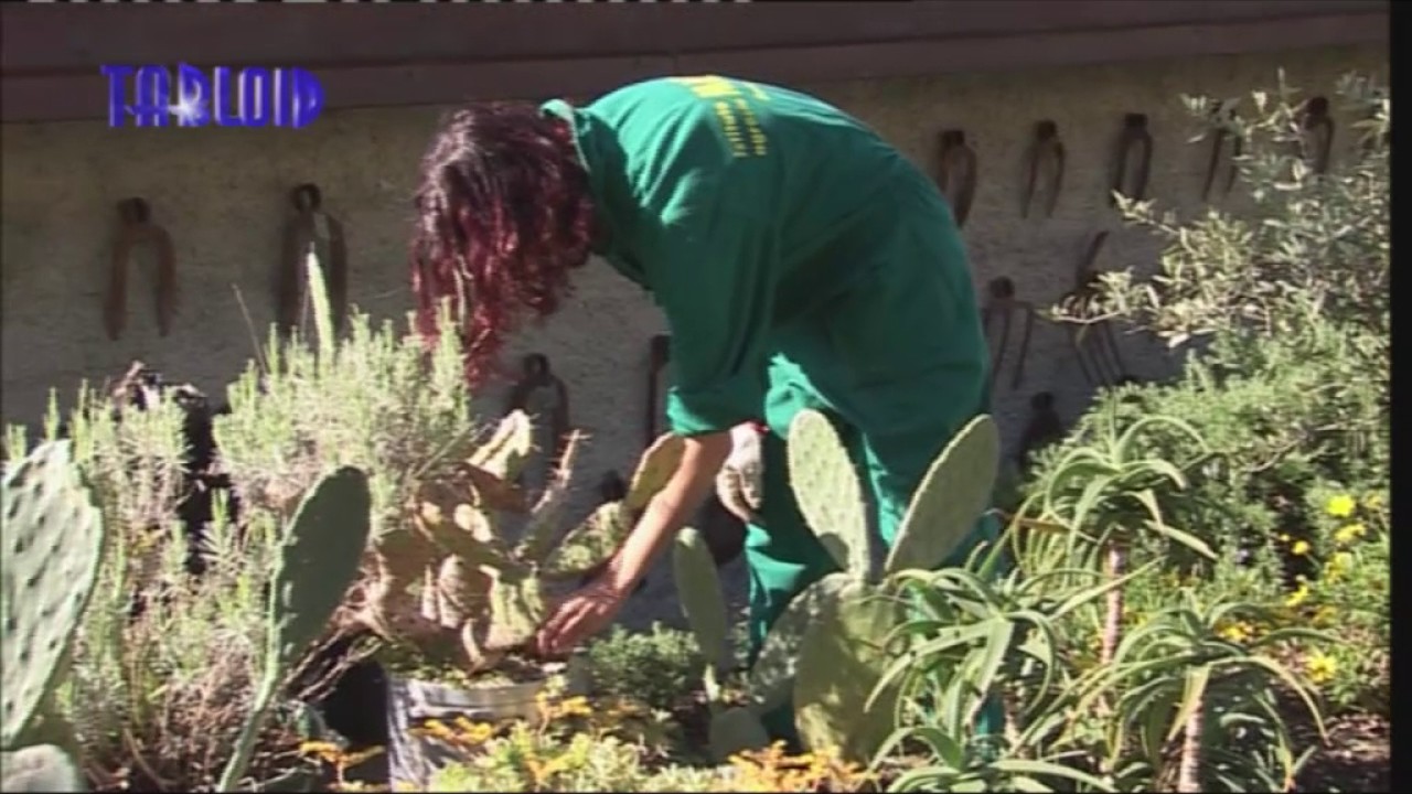 I progetti e i sogni agricoli della gioventù stasera a Viaggio in Liguria