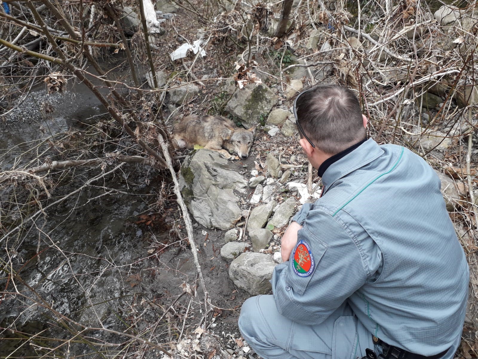 Lupo ferito e paralizzato nell'alveo del Trebbia, salvato dai residenti 