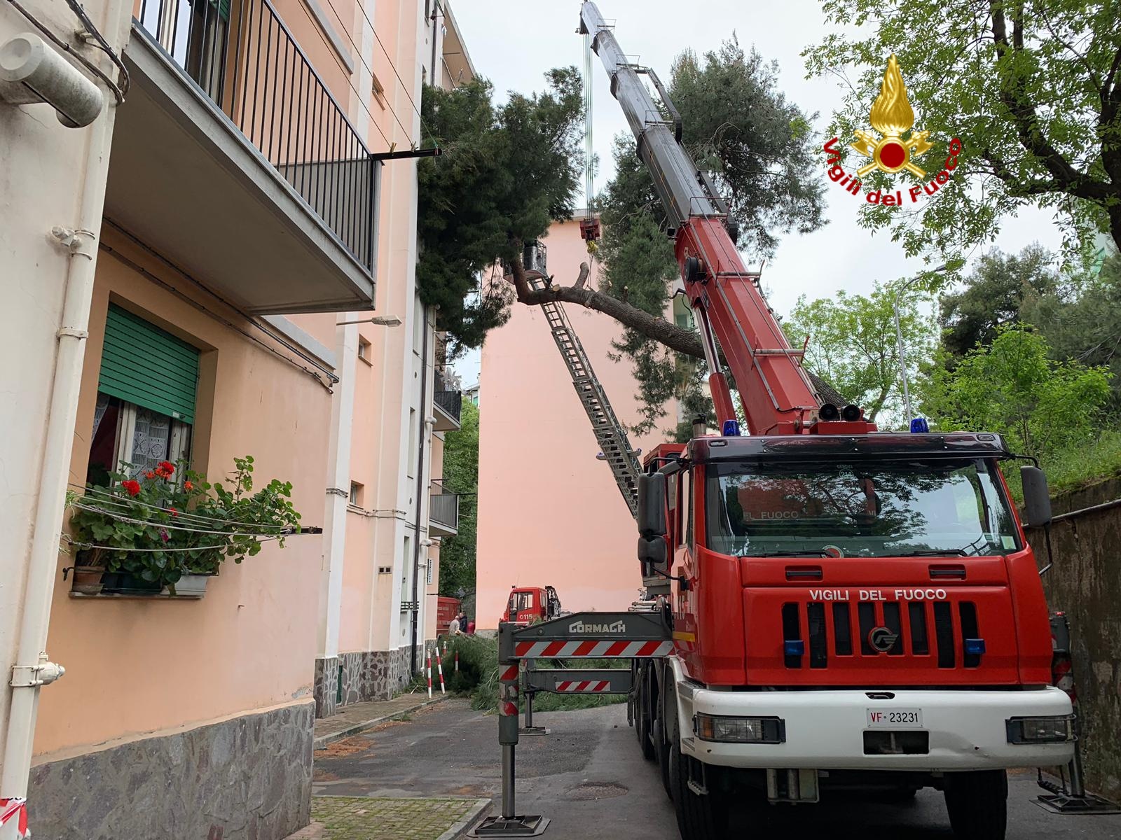 Albero pericolante si abbatte su un balcone a Sestri Ponente