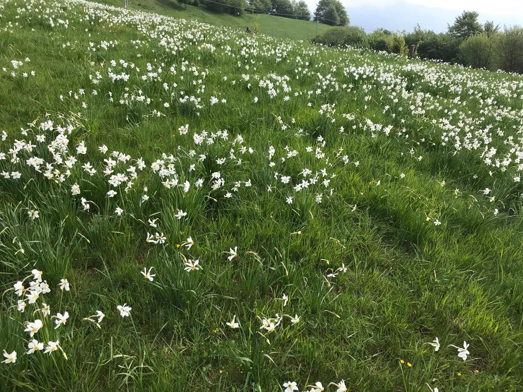 La magia dei narcisi sull'Antola e i colori della moda stasera a Viaggio in Liguria