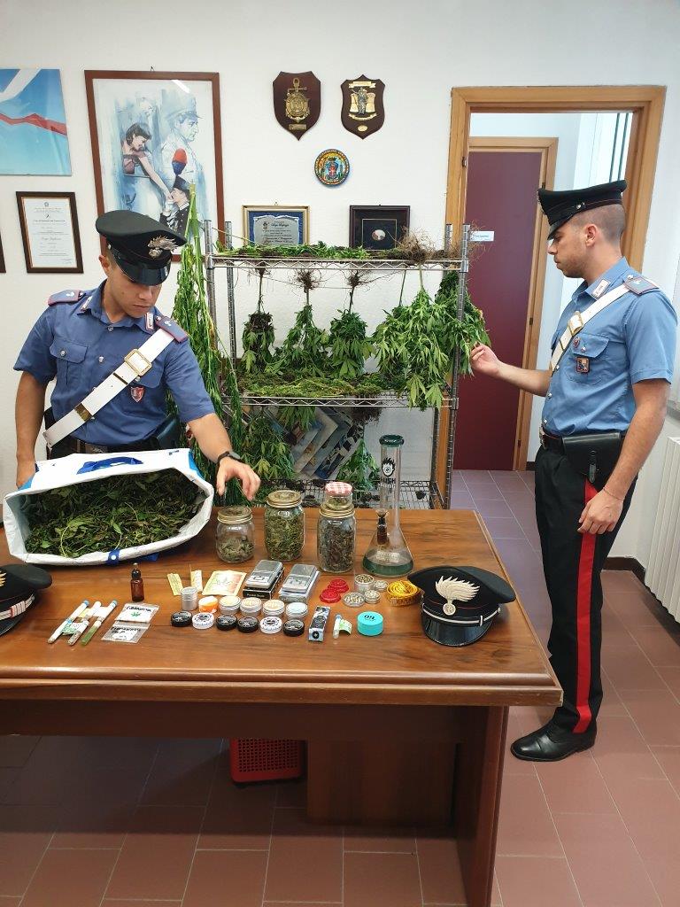 Droga, 43enne arrestato con 65 piante di marijuana in casa