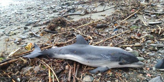 Moria di delfini tra Liguria e Toscana: carcassa recuperata a Rapallo