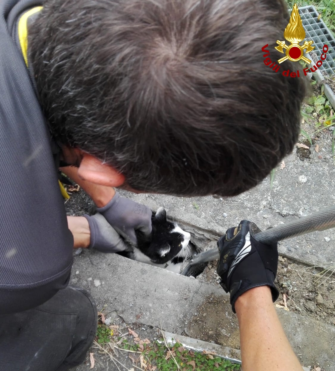 Continui miagolii, gatto intrappolato in un tubo di scolo