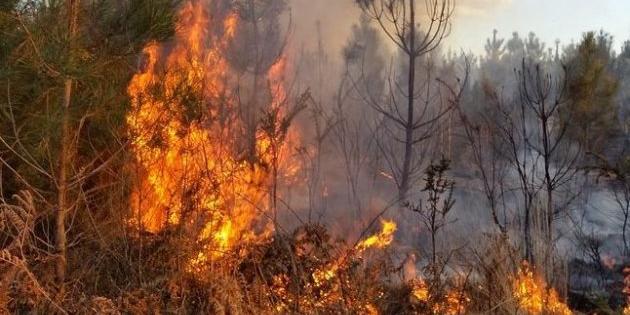 Brucia due ettari di bosco, denunciato dalla forestale a Bordighera