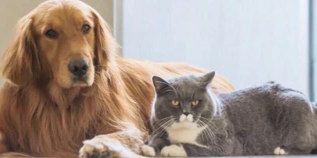 Sanità e amici a quattro zampe, la Liguria promuove la pet therapy