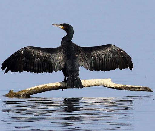 Caccia, il Tar Liguria sospende l'abbattimento dei cormorani