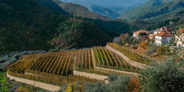 Maltempo, Regione Liguria chiede lo stato di calamità per danni all'agricoltura