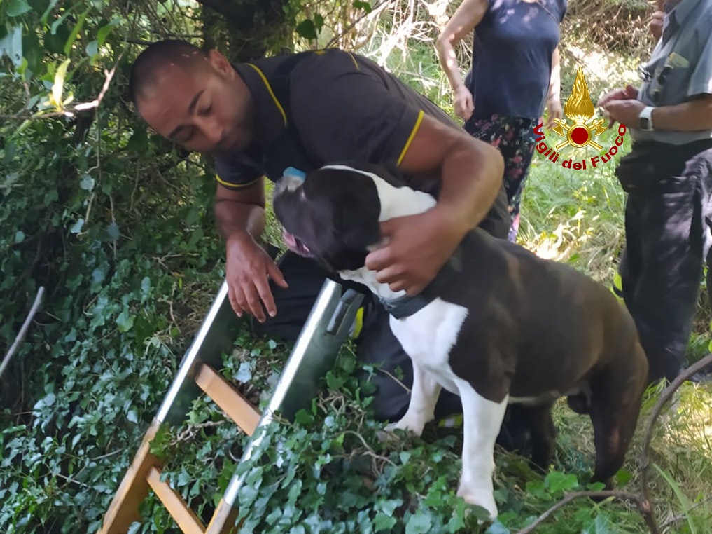 Cane cade in una cisterna, i vigili del fuoco salvano 'Guapa' e lo restituiscono ai proprietari