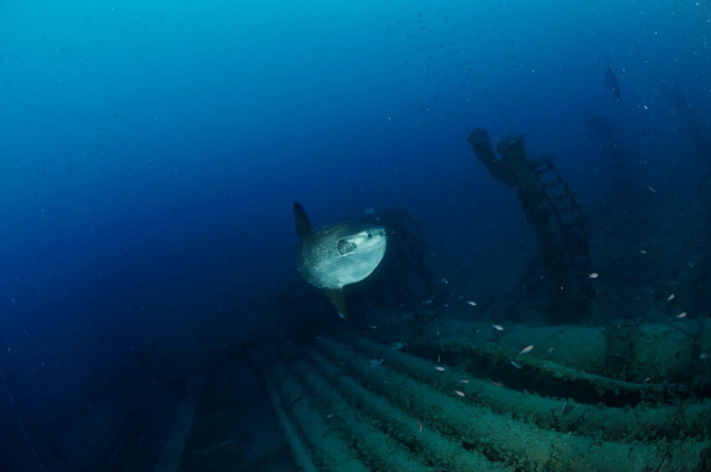 Arenzano, malore per un sub tedesco: stava visitando il relitto della Haven 