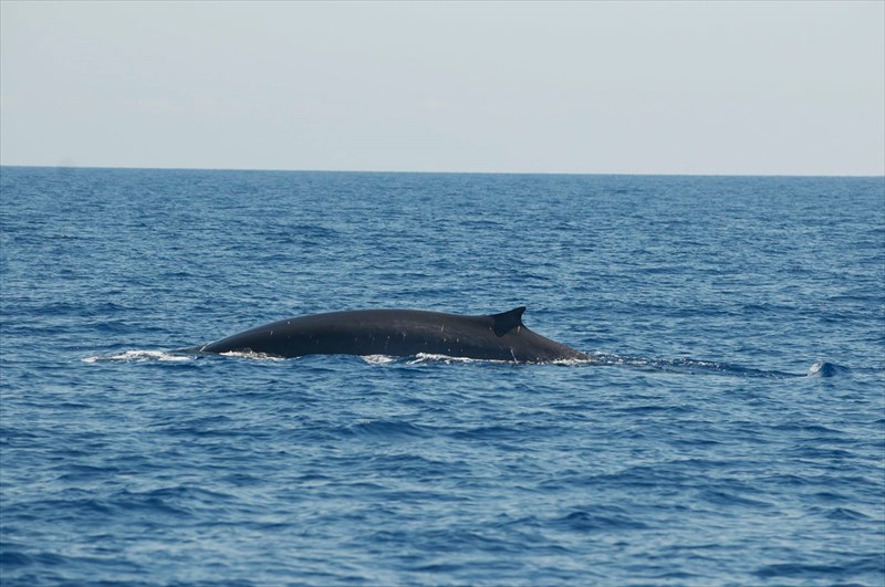 Megattera avvistata a poche miglia dal porto di Savona