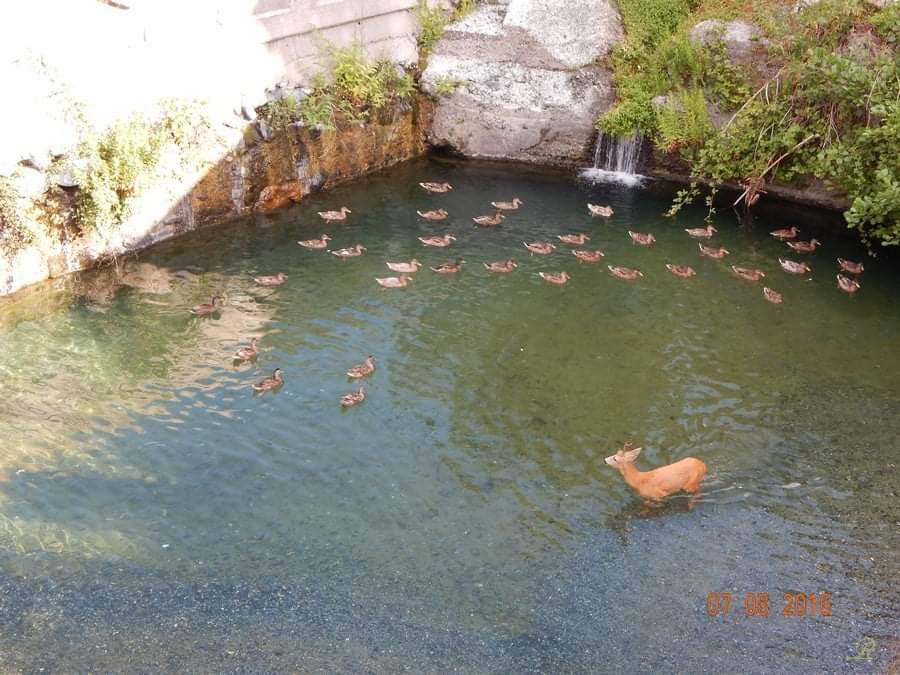 Cerbiatto si fa il bagno nel torrente Varenna, lo scatto a Genova Pegli