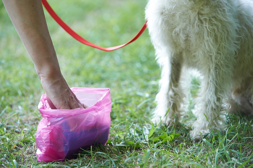 Il cane fa il bisogno e il padrone non pulisce, maxi multa da 300 euro