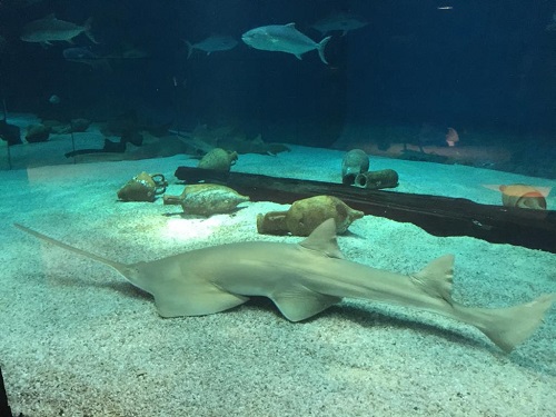 Acquario, riapertura il 15 febbraio. Costa: 