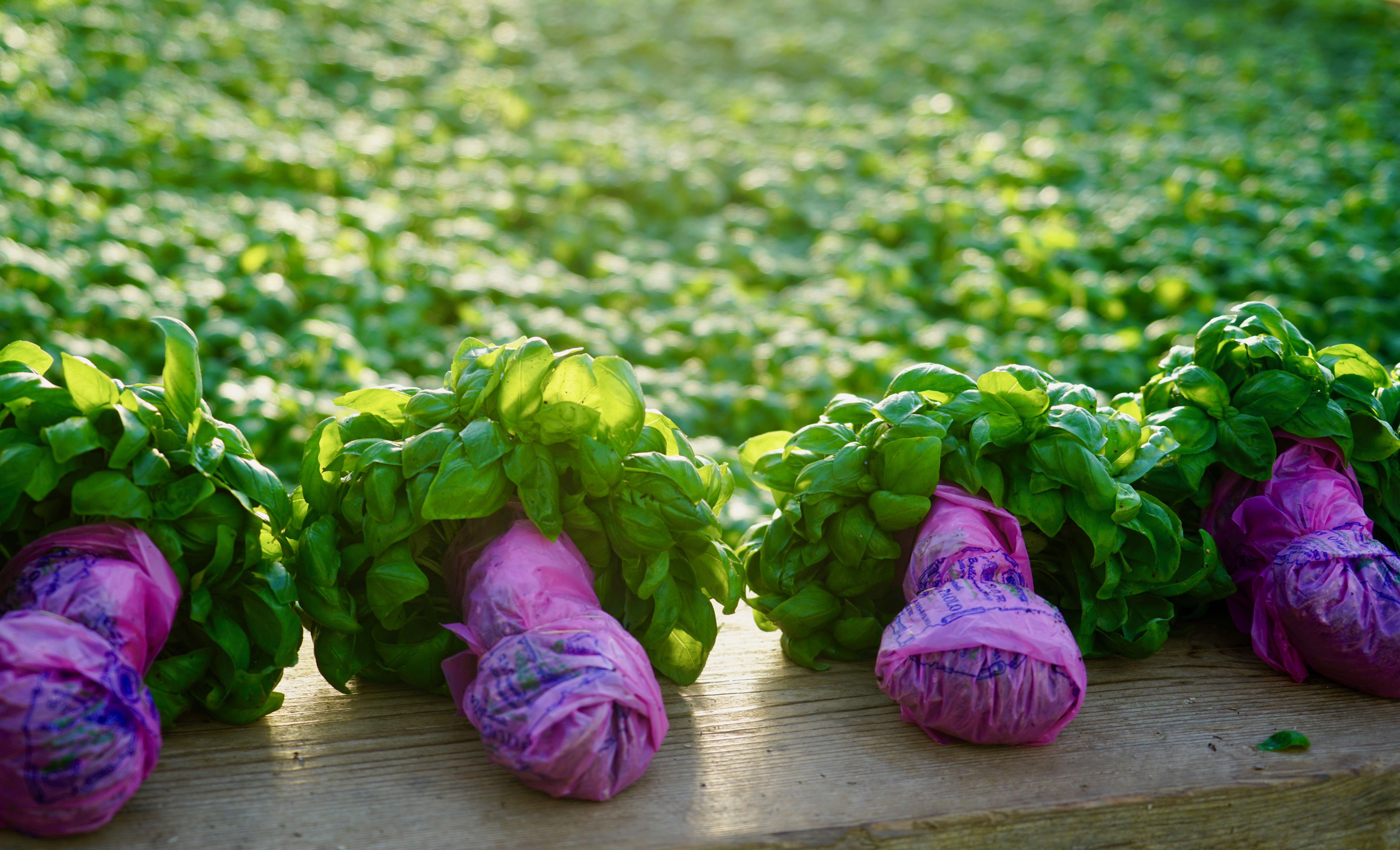 Come nasce il basilico del campionato del mondo di pesto e sos frane