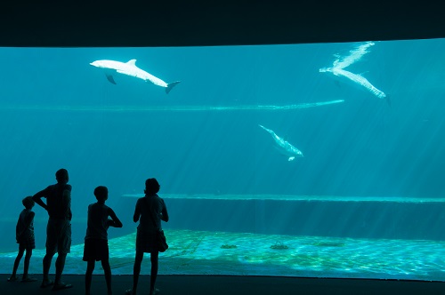 Covid: da lunedì 15 marzo chiusi Acquario e Museo Galata di Genova