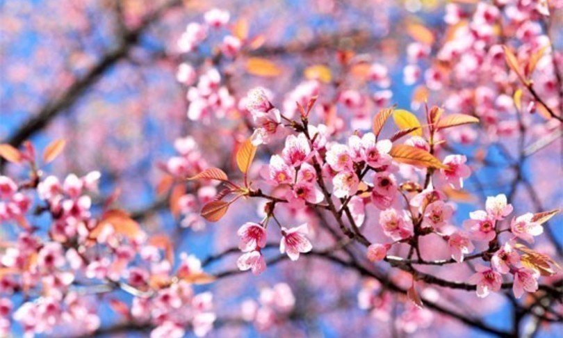 La seconda primavera 