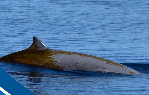 Golfo Paradiso, il primo zifio avvistato nel Mar Ligure si chiamerà Lillo