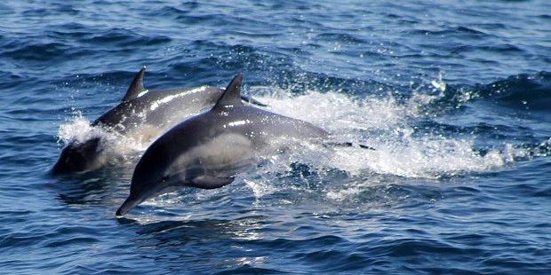 La giornata dei delfini, in tanti si sono avvicinati alle barche nel mar Ligure