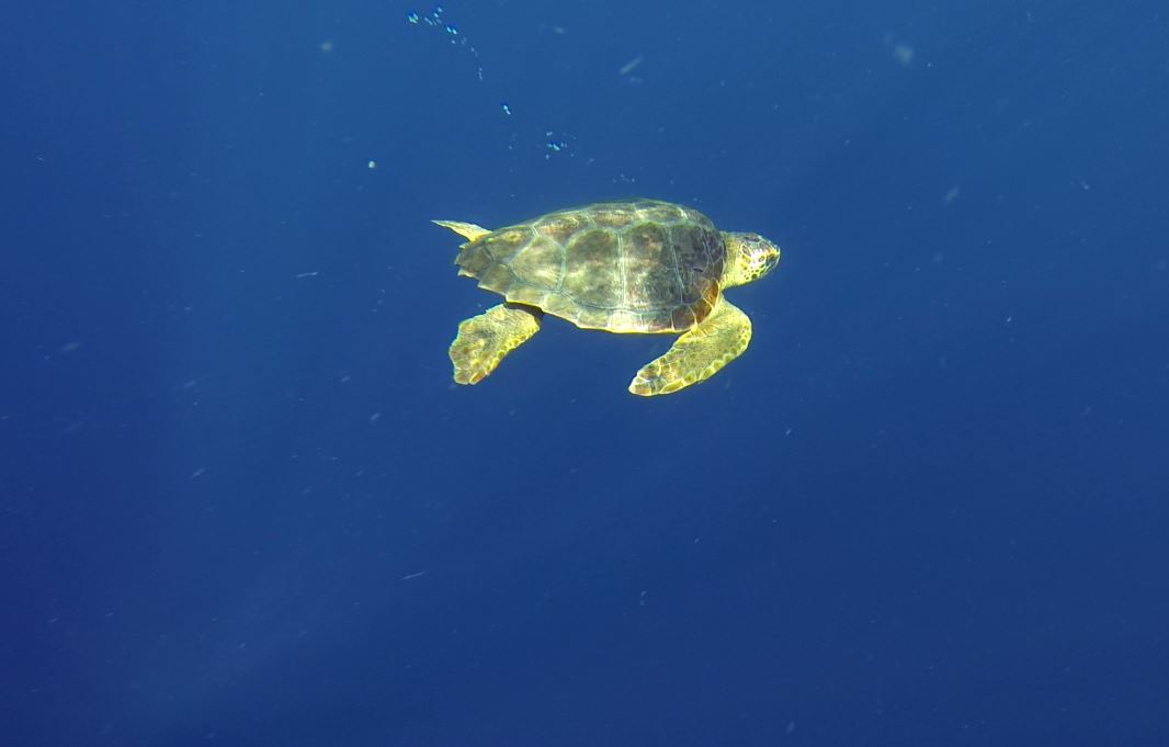 Sulla spiaggia di Finale la tartaruga Caretta caretta: forse primo nido in Liguria